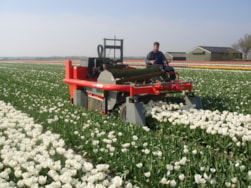 Topping Tulip Gwen